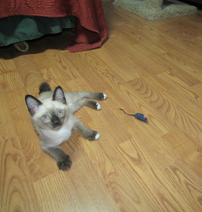 Thai Siamese kitten, 10 weeks old